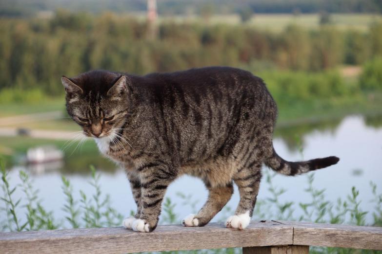 Żartowaliśmy... nad Bugiem można spacerować /AUDIO/